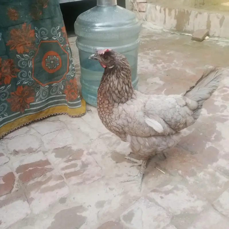 donon murga ande de rahi hai — photo 2