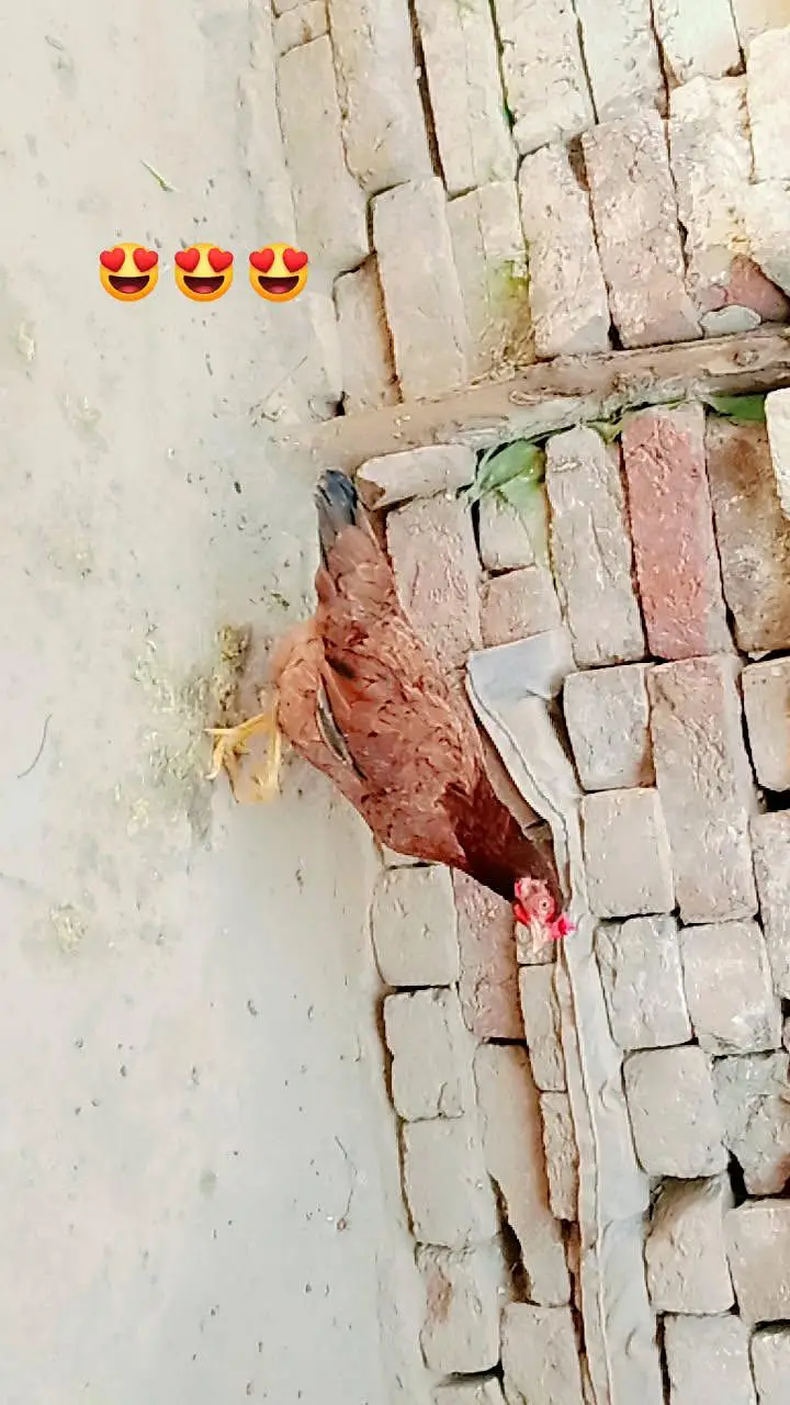 donon murga ande de rahi hai — photo 3