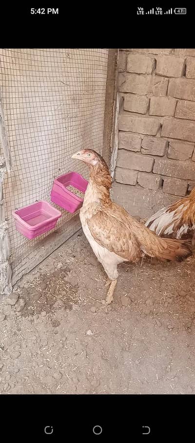 kaani maadi for sale