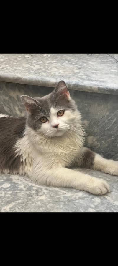 Cute & Friendly Cat for Sale – Rs. 1,800 
