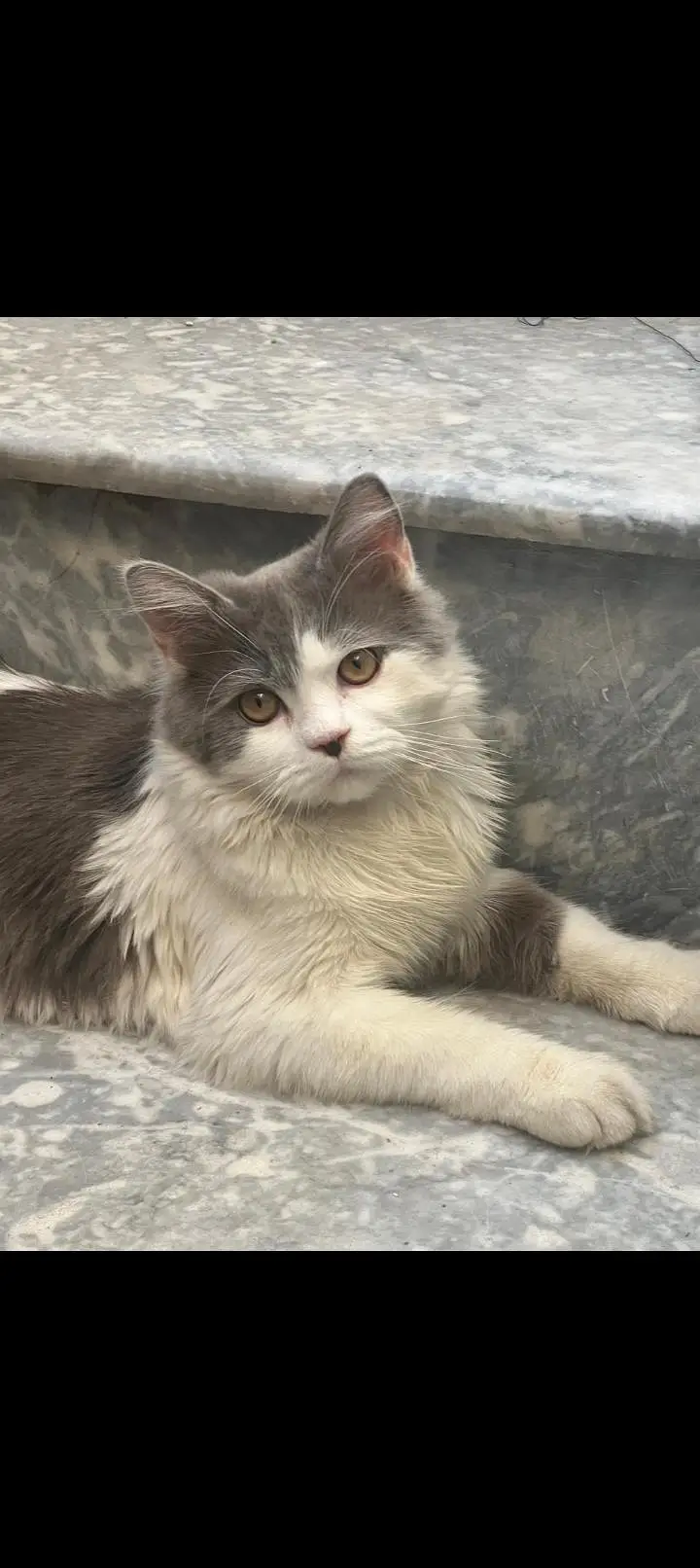 Cute & Friendly Cat for Sale – Rs. 1,800 