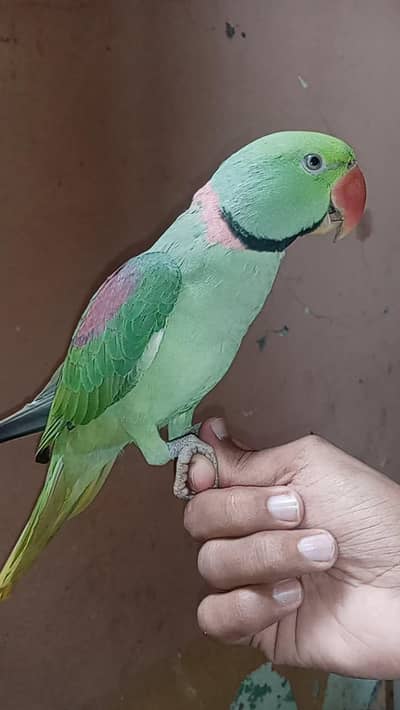 Outstanding Quality Raw young tamed pair available
