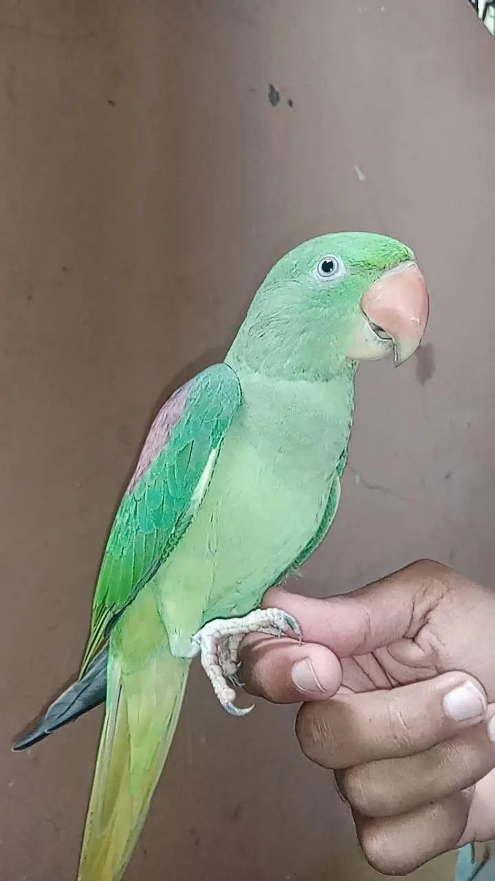 Outstanding Quality Raw young tamed pair available — photo 2
