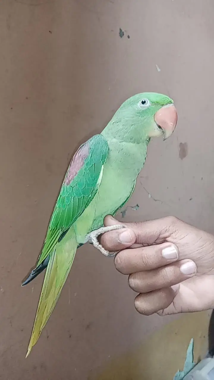 Outstanding Quality Raw young tamed pair available — photo 3