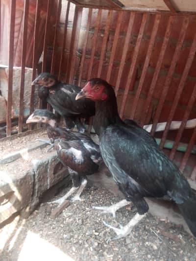 healthy aseel  pure murgi  acd chicks03484853224