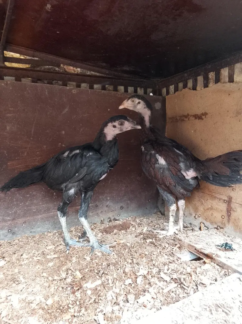 healthy aseel  pure murgi  acd chicks03484853224 — photo 2