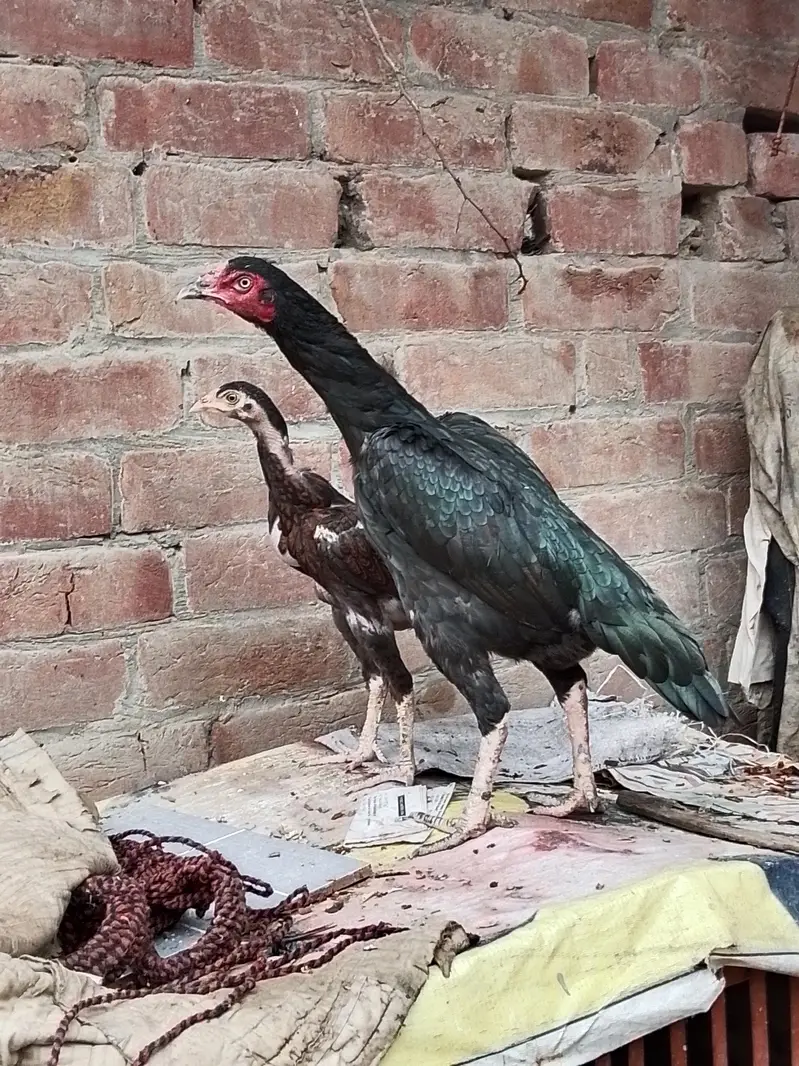 healthy aseel  pure murgi  acd chicks03484853224 — photo 4
