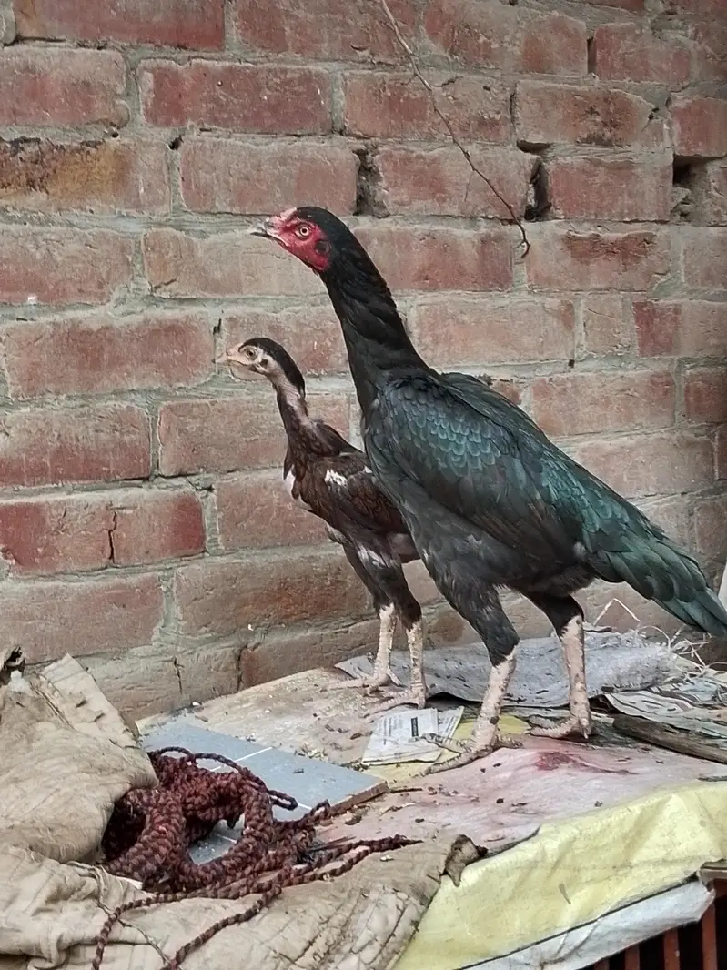 healthy aseel  pure murgi  acd chicks03484853224 — photo 5