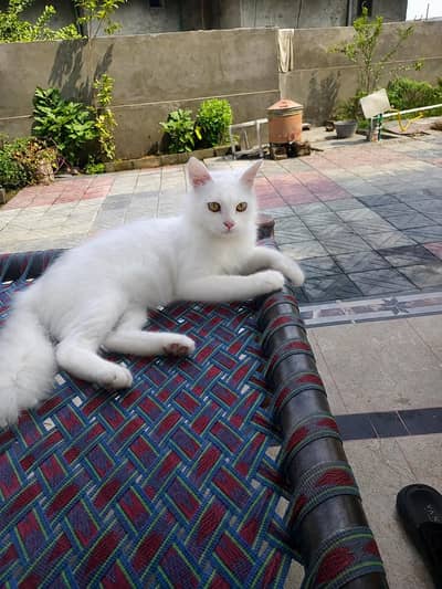 A beautiful White Mail Cat for sale