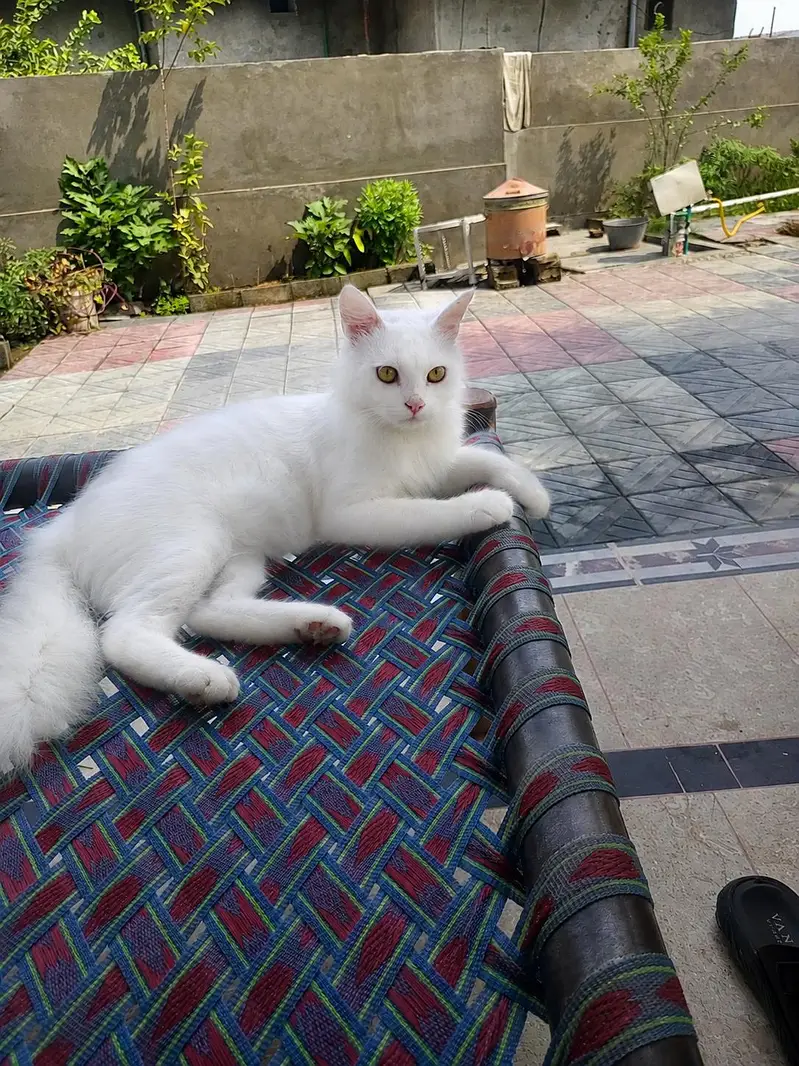 A beautiful White Mail Cat for sale