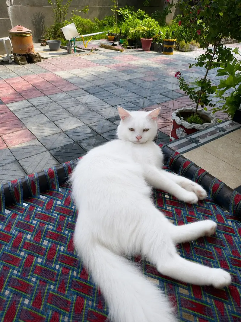 A beautiful White Mail Cat for sale — photo 2