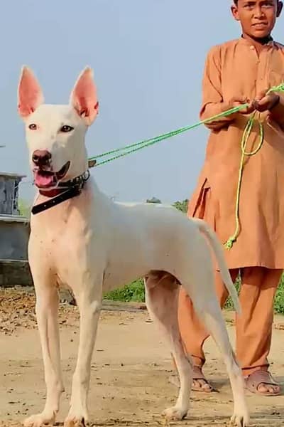 Kuwaiti gulteer male age 5 month old for sale available
