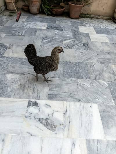 desi hen