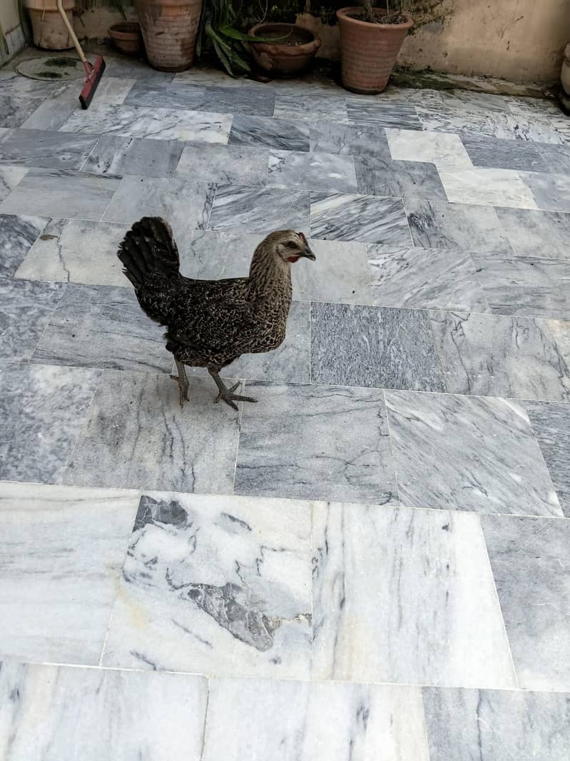 desi hen 0