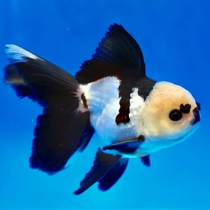 High quality imported goldfish. . . . . and more fishes available. . .