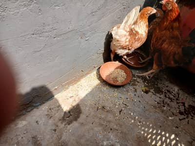 1 murgah 2 murgian sale urgent