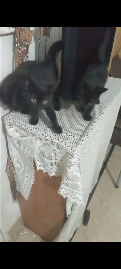 Kittens ( Black fur )