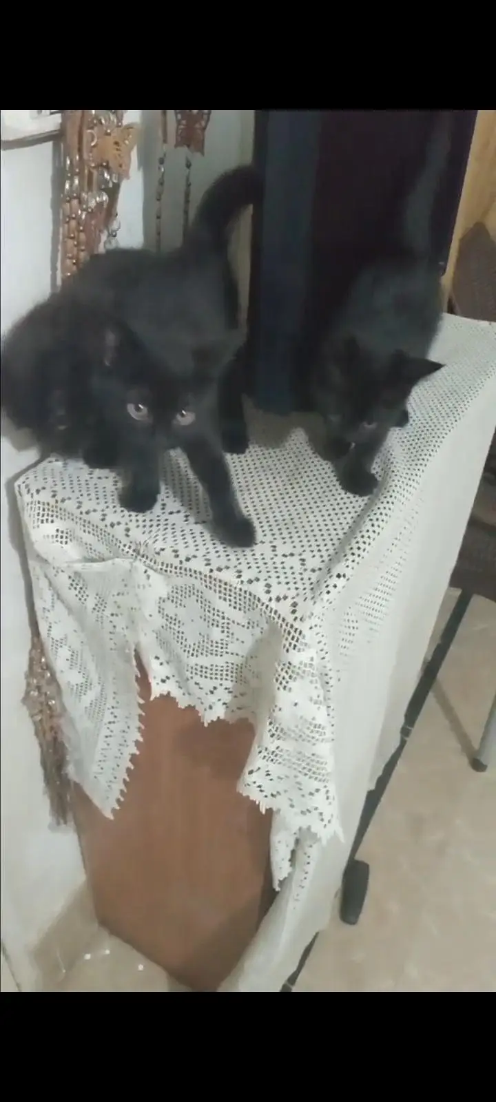 Kittens ( Black fur )