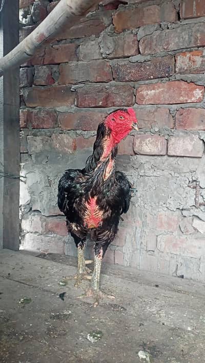 Barmi pakoya male mianwali female