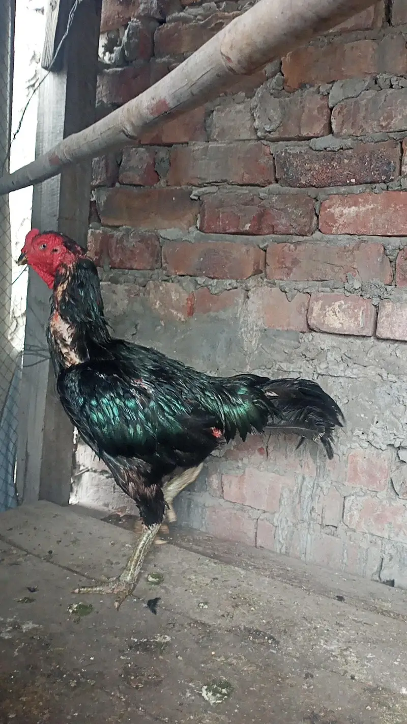 Barmi pakoya male mianwali female — photo 2