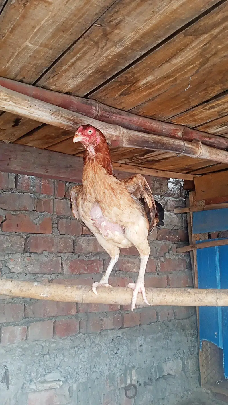 Barmi pakoya male mianwali female — photo 3