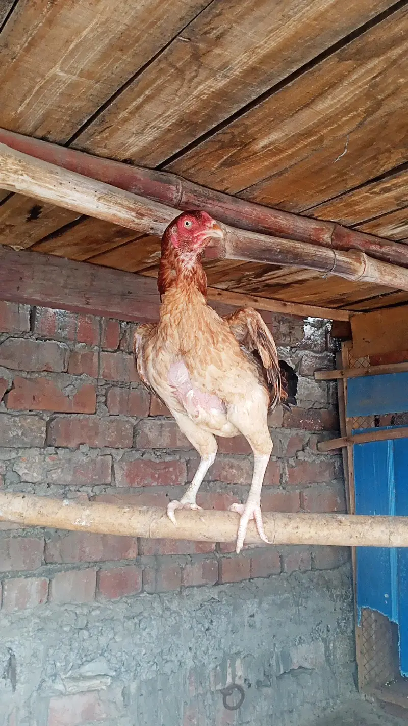 Barmi pakoya male mianwali female — photo 4