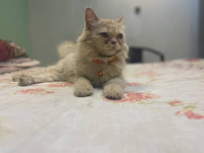 Pershian brown pragnent cat