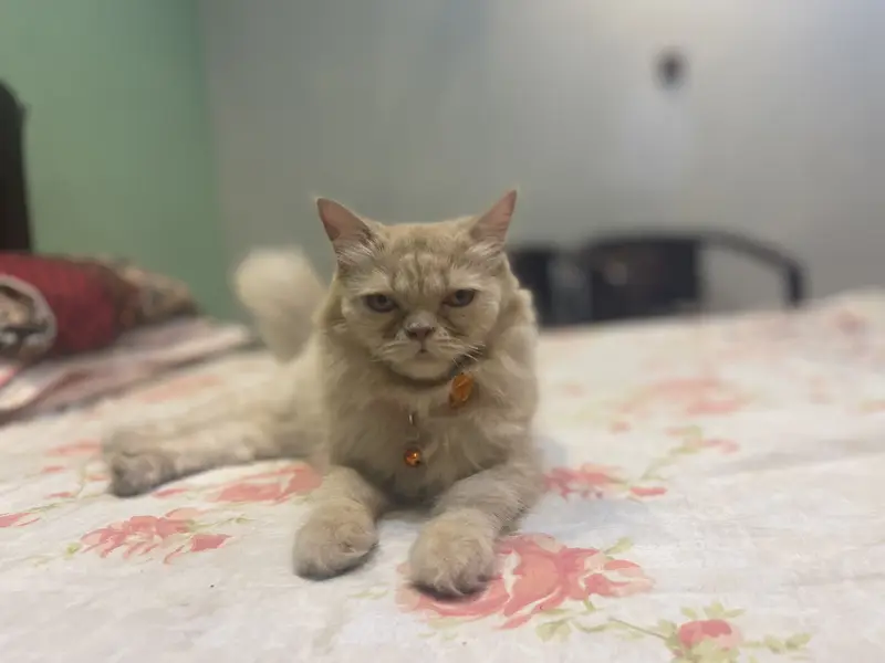 Pershian brown pragnent cat — photo 2