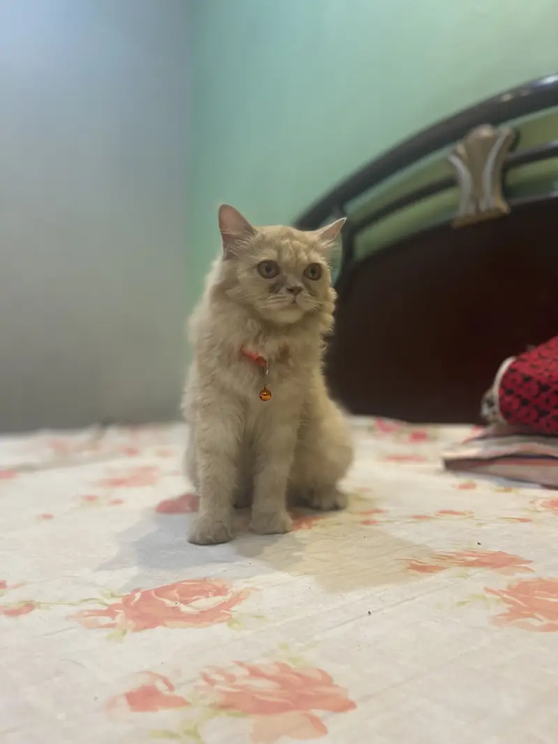 Pershian brown pragnent cat — photo 3
