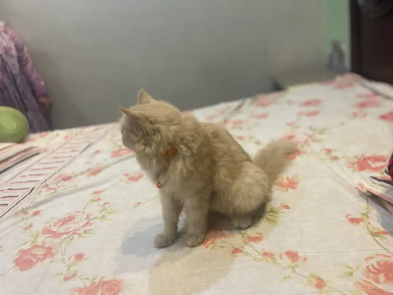 Pershian brown pragnent cat — photo 4