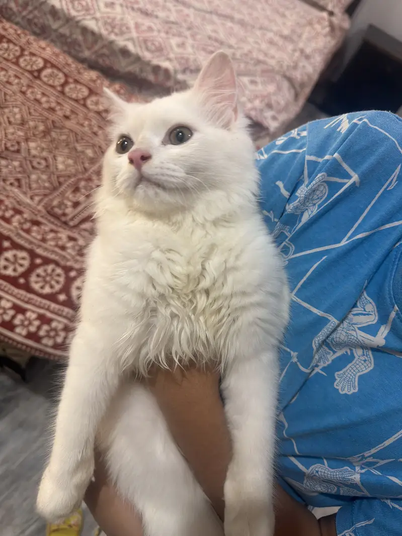 Persian cat