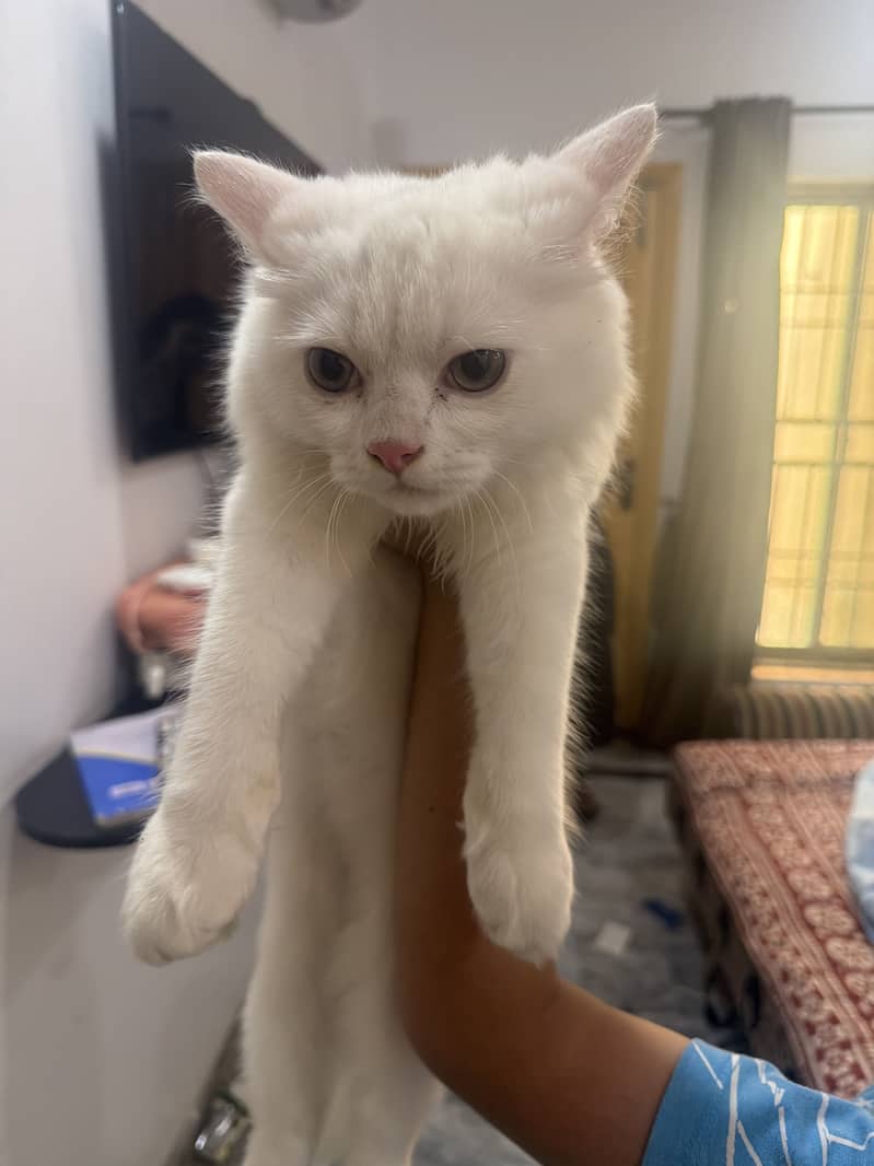 Persian cat 1