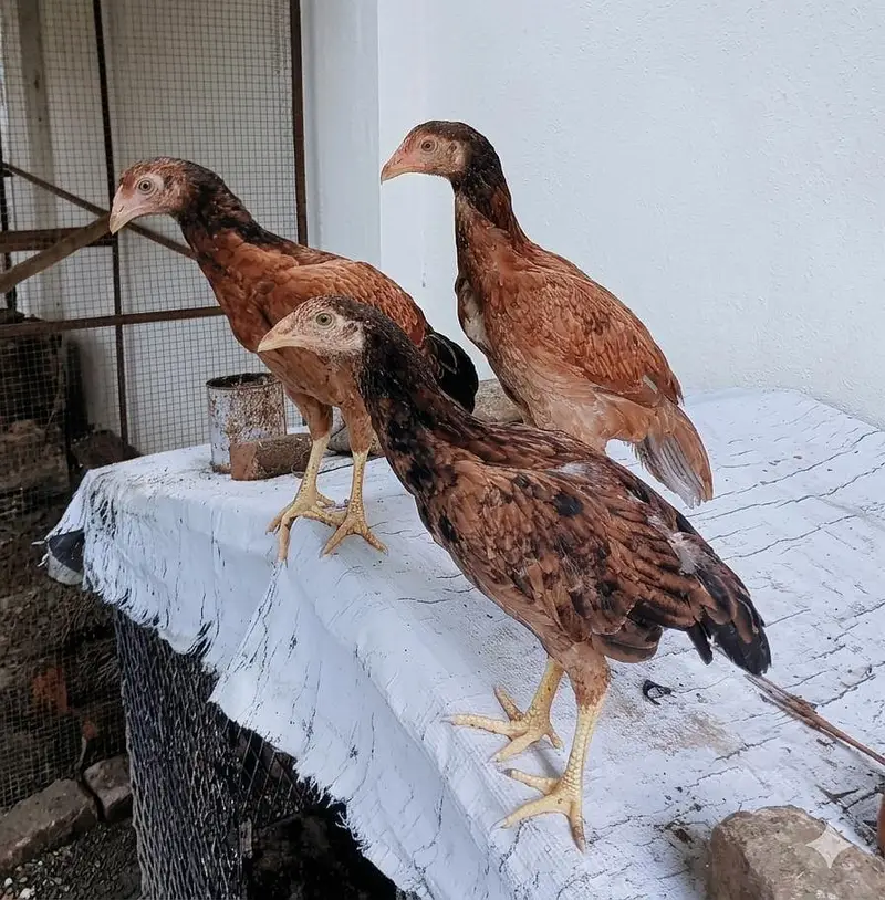 Aseel pathy — photo 12