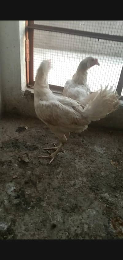 egg laying hens for sale