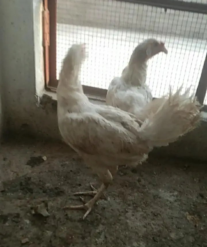 egg laying hens for sale — photo 2
