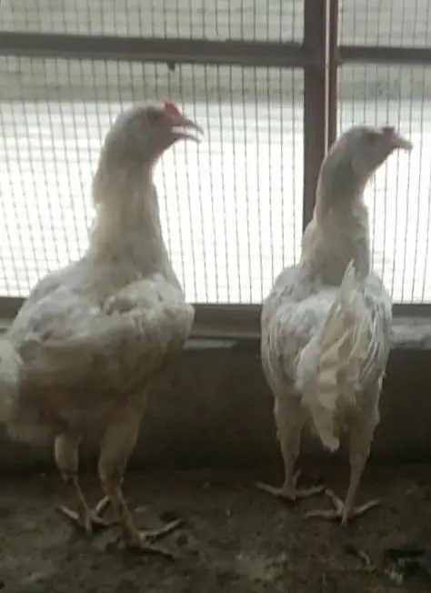 egg laying hens for sale — photo 3