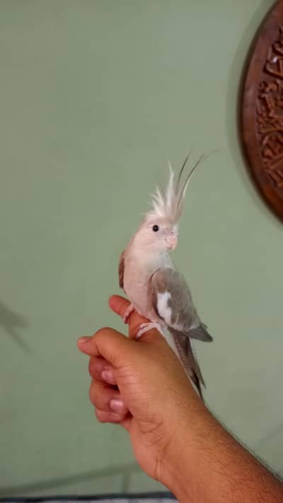 hand tame cockatiel