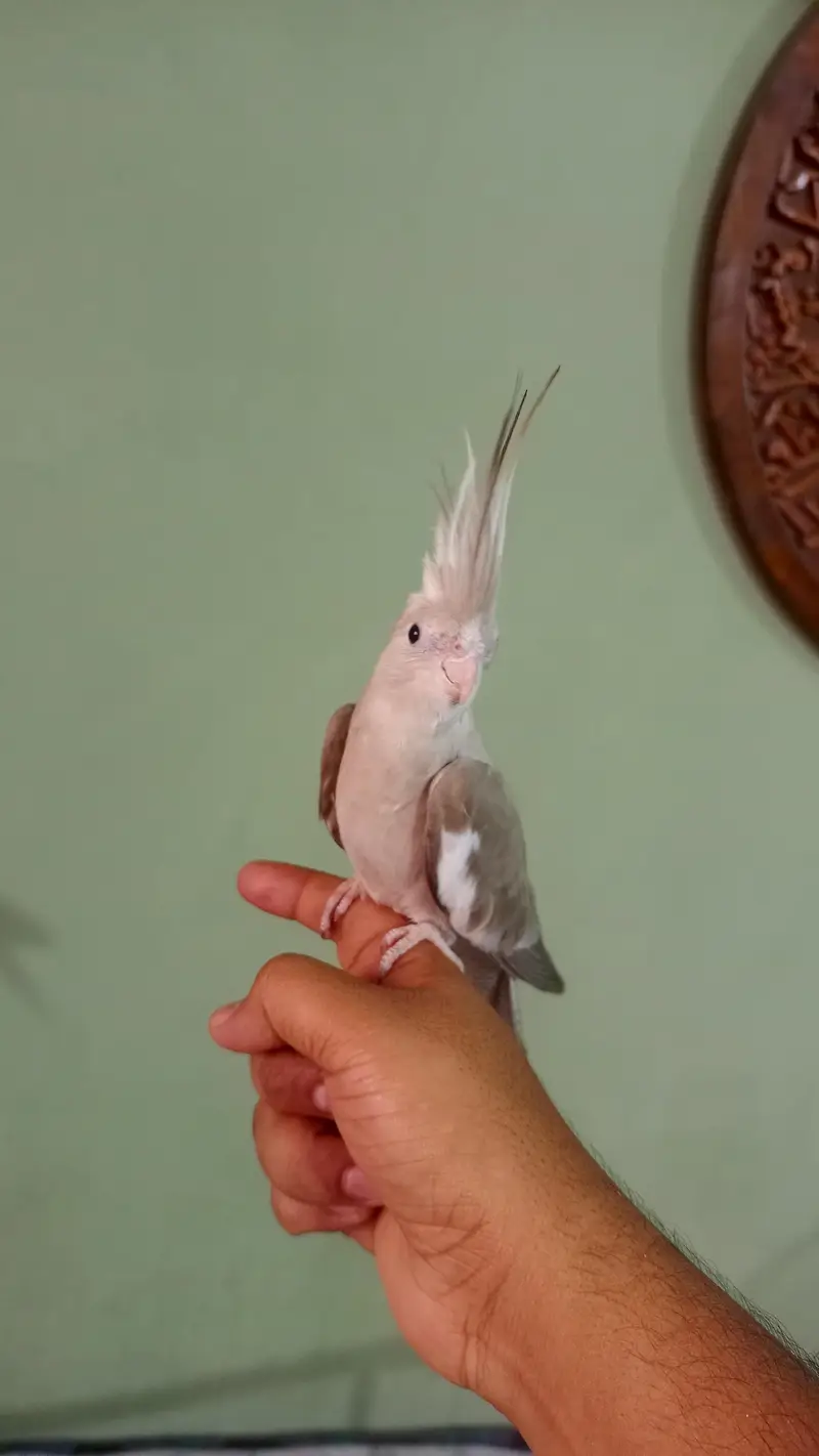 hand tame cockatiel — photo 2
