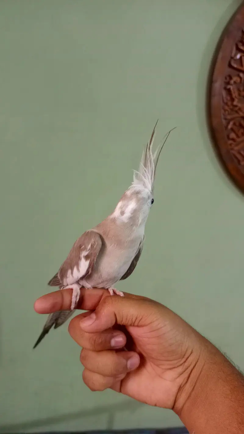 hand tame cockatiel — photo 3