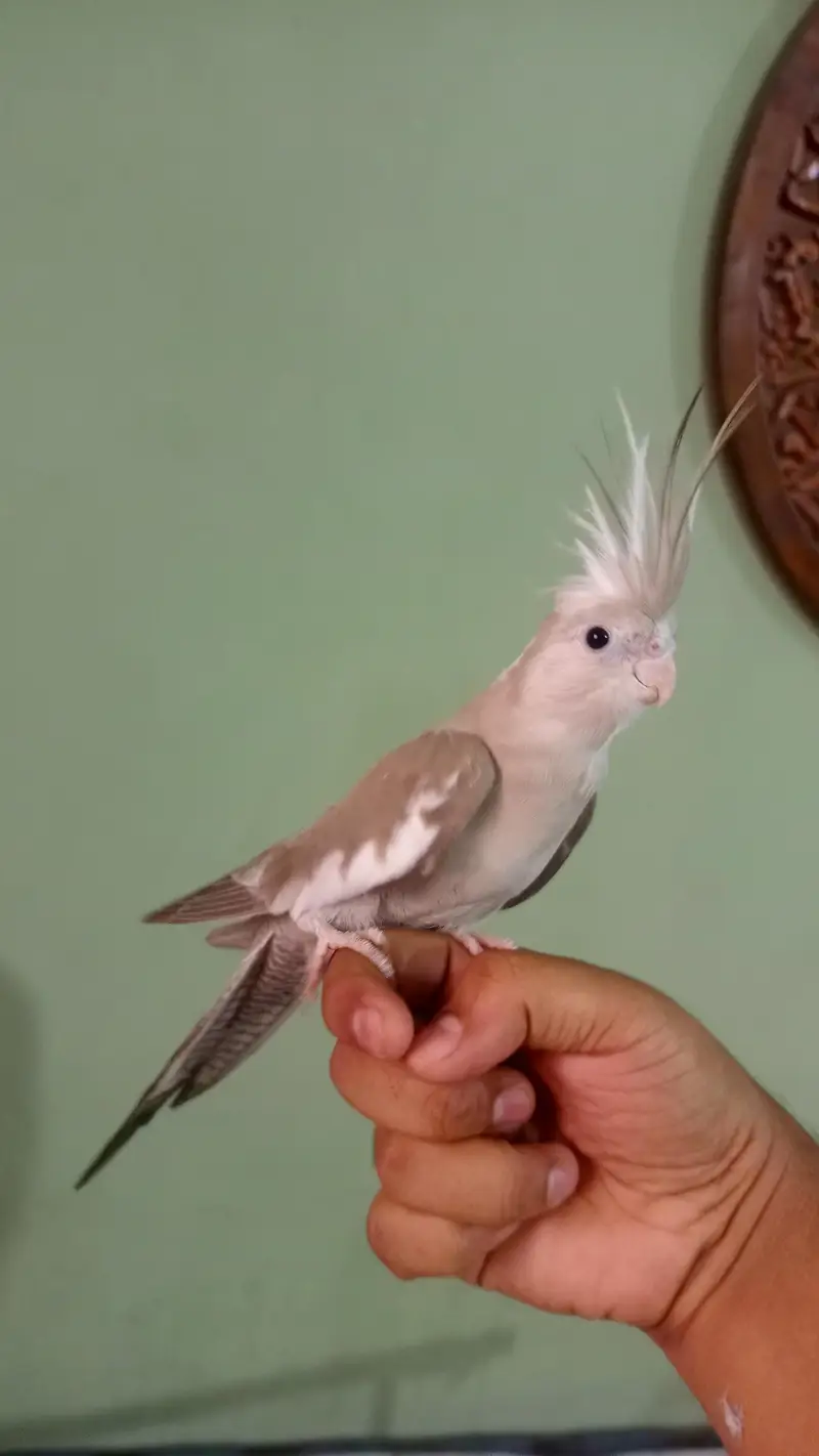 hand tame cockatiel — photo 4
