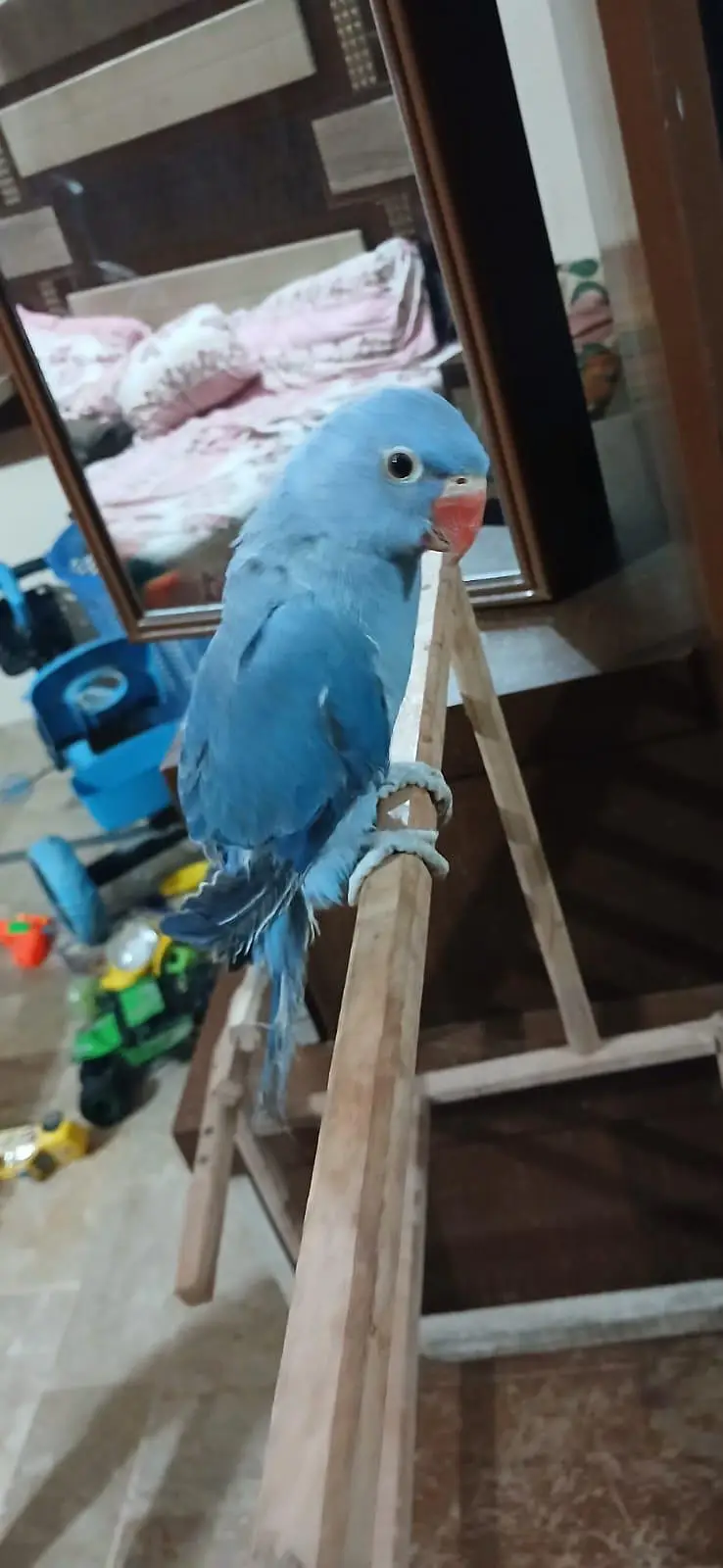hand tame cockatiel — photo 5
