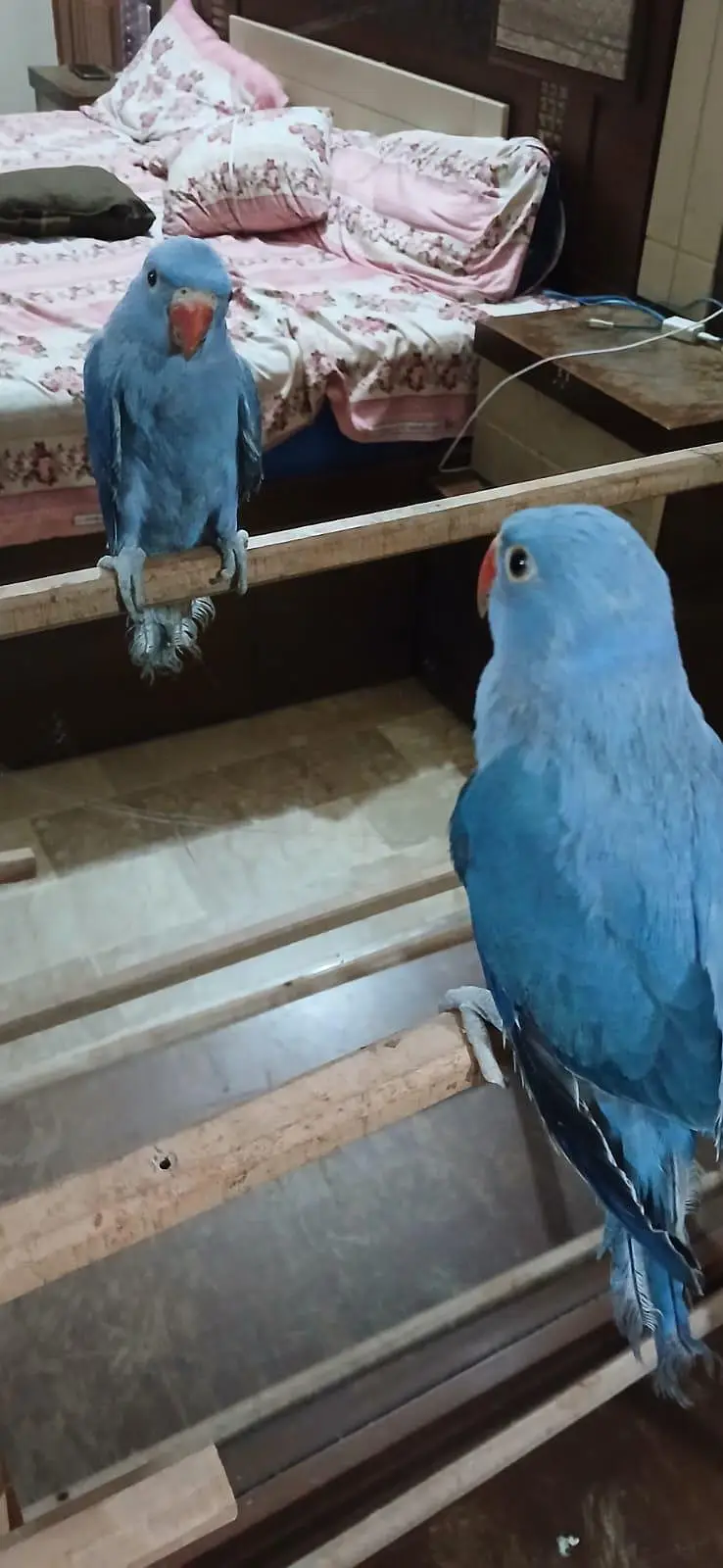 hand tame cockatiel — photo 6
