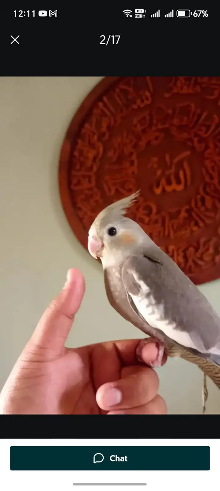 hand tame cockatiel — photo 7