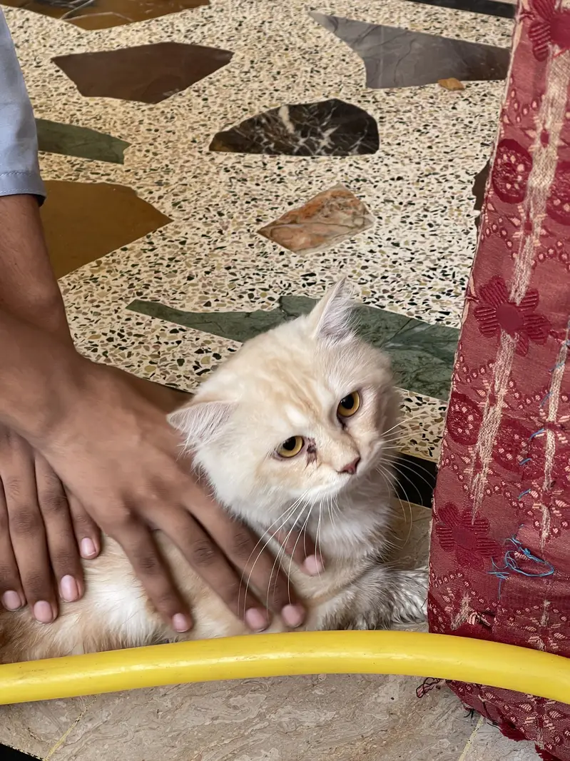 Persian cat male