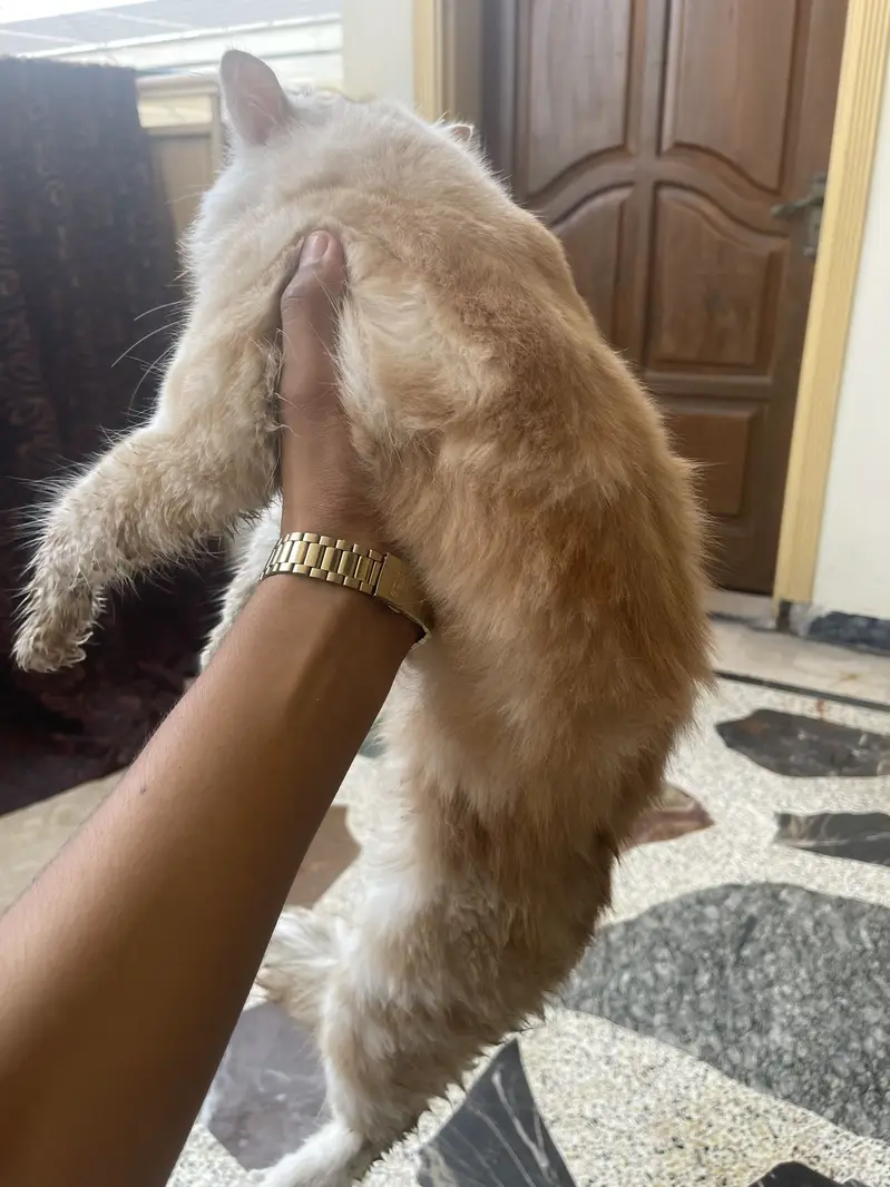 Persian cat male — photo 2