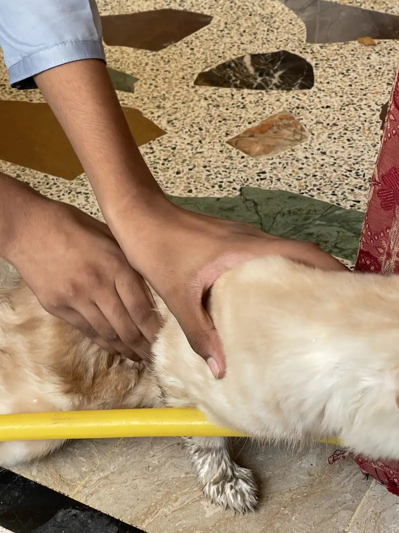 Persian cat male — photo 3