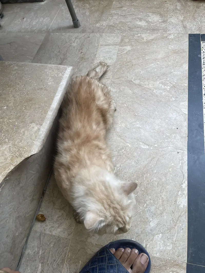 Persian cat male — photo 4