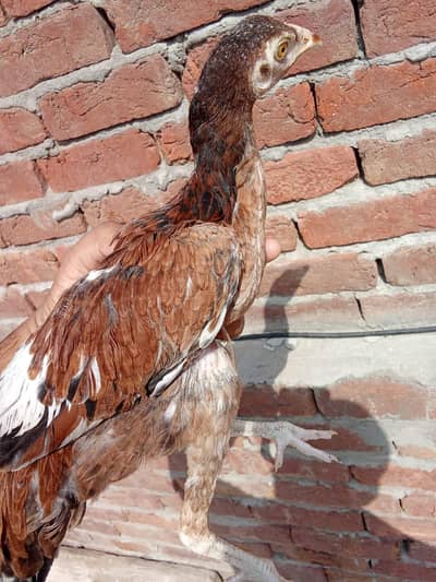 Thai aseel for sale price bilkul munasib hai hight bhi bhut achi hai
