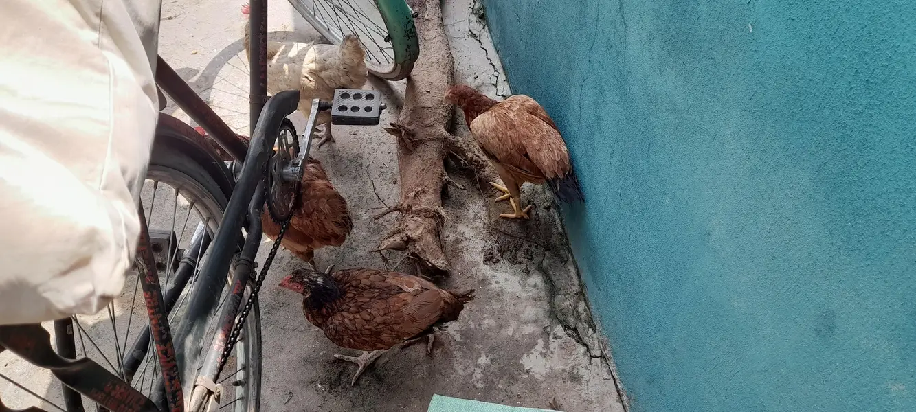2 aseel pair and 4 other desi murghees with Pinjara — photo 2