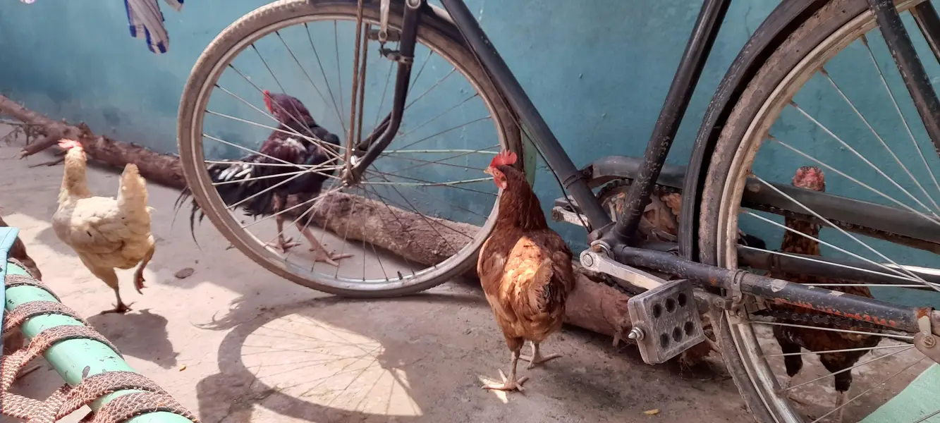 2 aseel pair and 4 other desi murghees with Pinjara — photo 3